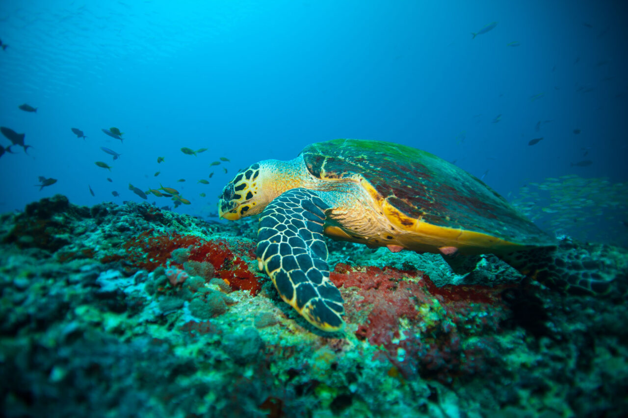 Kandolhu Maldives Diving | Good Resorts