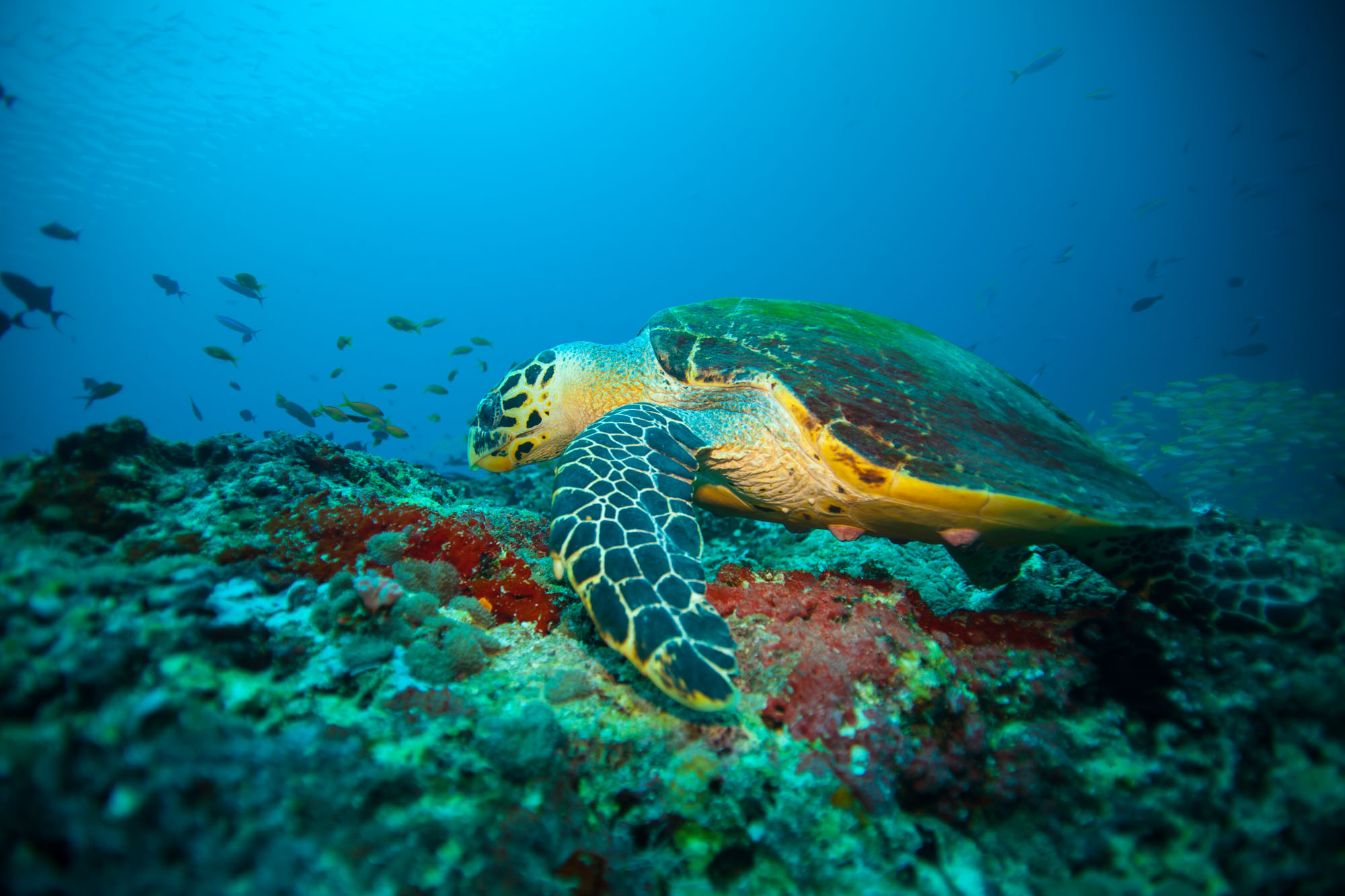 Kandolhu Maldives Diving