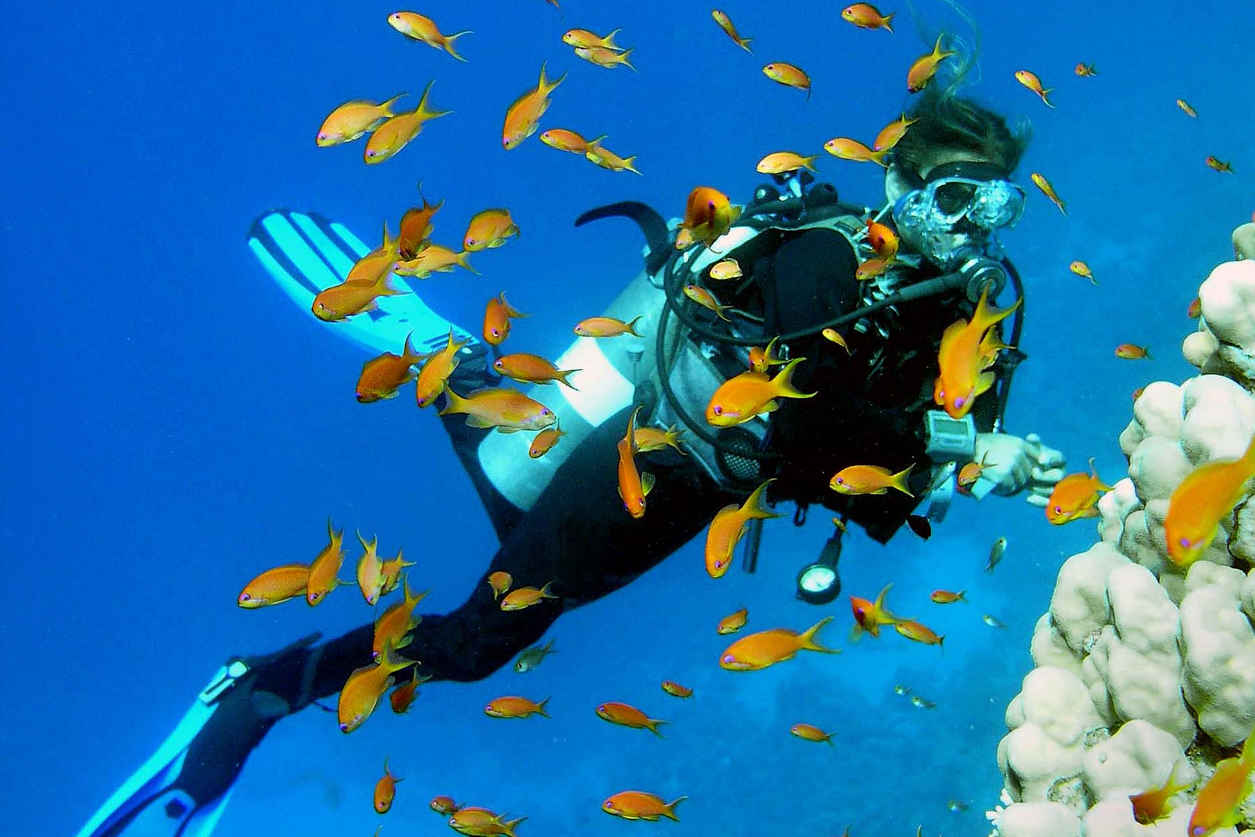 Kuramathi Diving